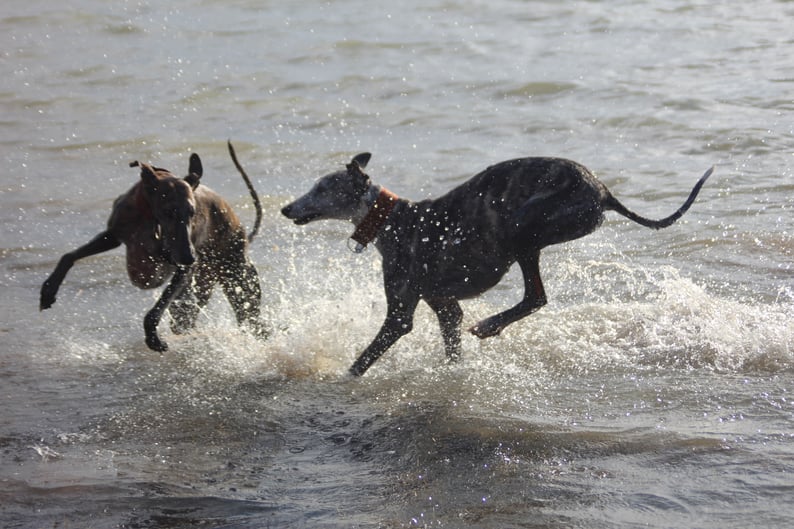 Lévrier sauvé par l'association Cœurs de Lévriers