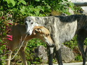 Lévrier galgo en attente d'adoption